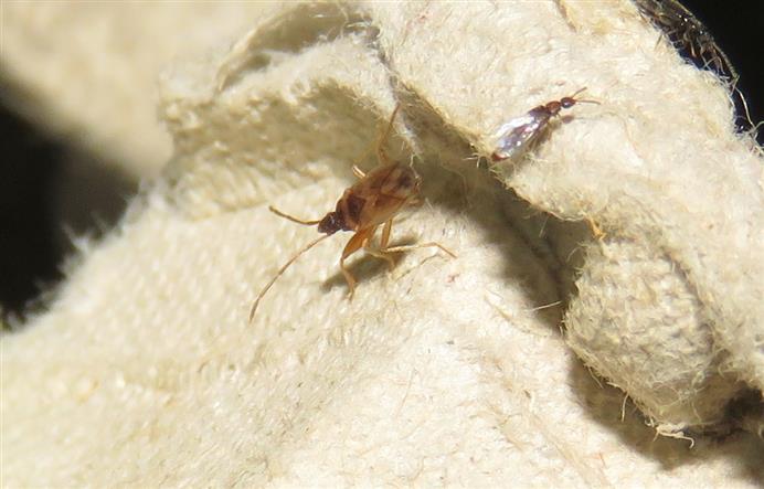 Lygaeidae: Thaumastopus marginicollis